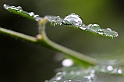 2)Water drops (40D_0377_2 NeatImage)